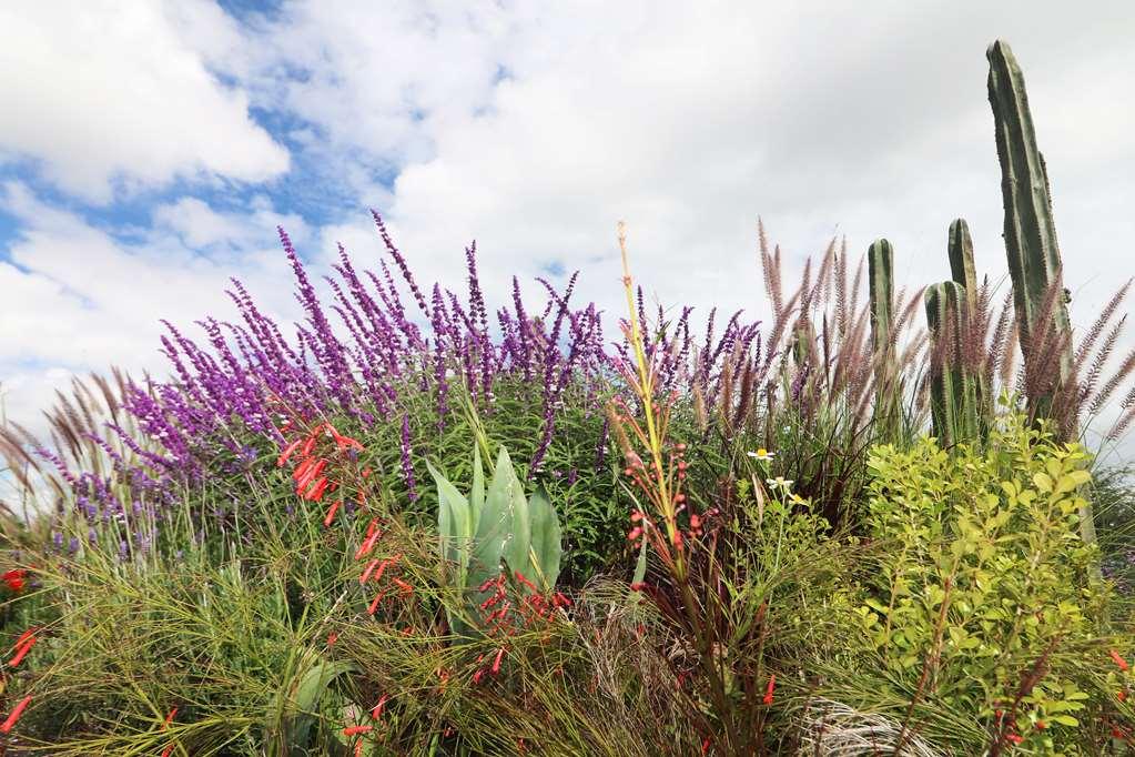 Albor San Miguel De Allende Tapestry Collection By Hilton מראה חיצוני תמונה
