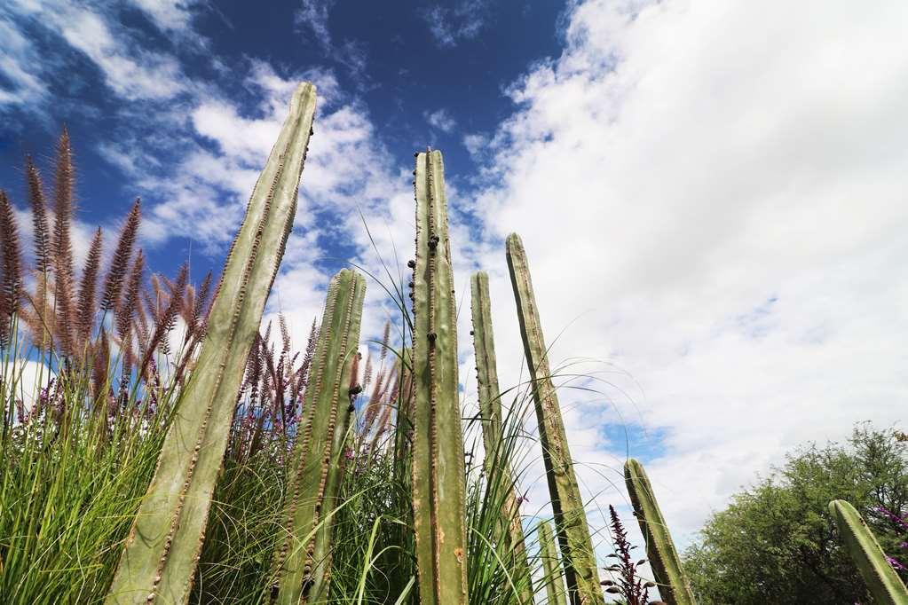 Albor San Miguel De Allende Tapestry Collection By Hilton מראה חיצוני תמונה