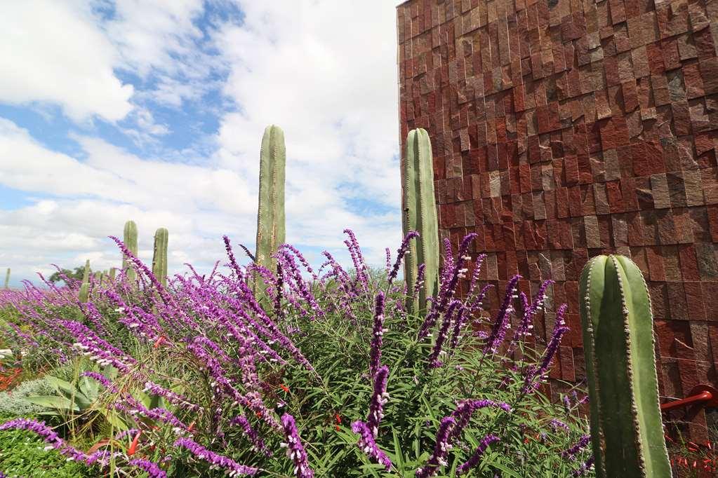 Albor San Miguel De Allende Tapestry Collection By Hilton מראה חיצוני תמונה